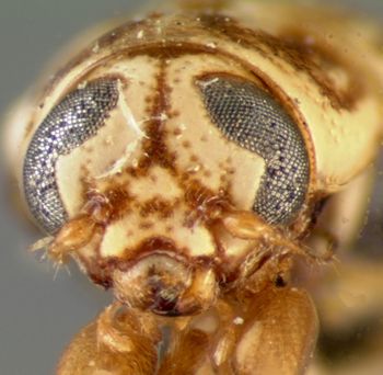 Media type: image; Entomology 8803   Aspect: head frontal view